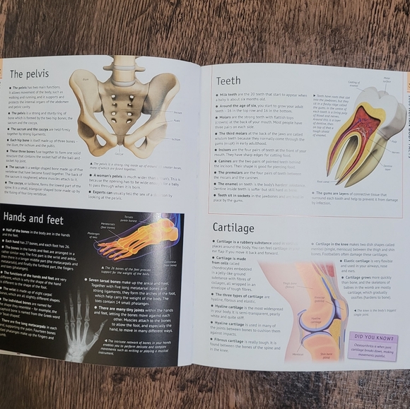 Miles Kelly 6000 Awesome Facts Reference Resource Book - Picture 5 of 5